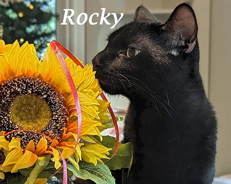 ROCKYplayful & loves humans thumbnail 2