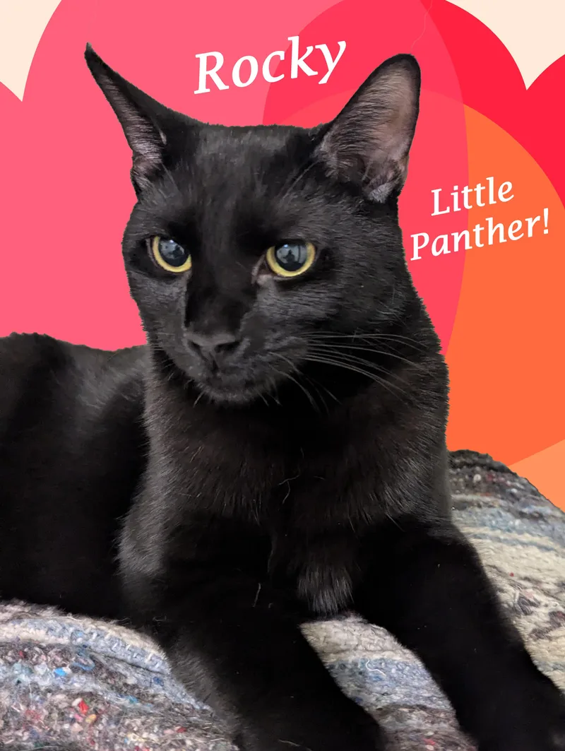 A young medium-sized male Domestic Short Hair cat named ROCKYplayful & loves humans for adoption in Monrovia, CA