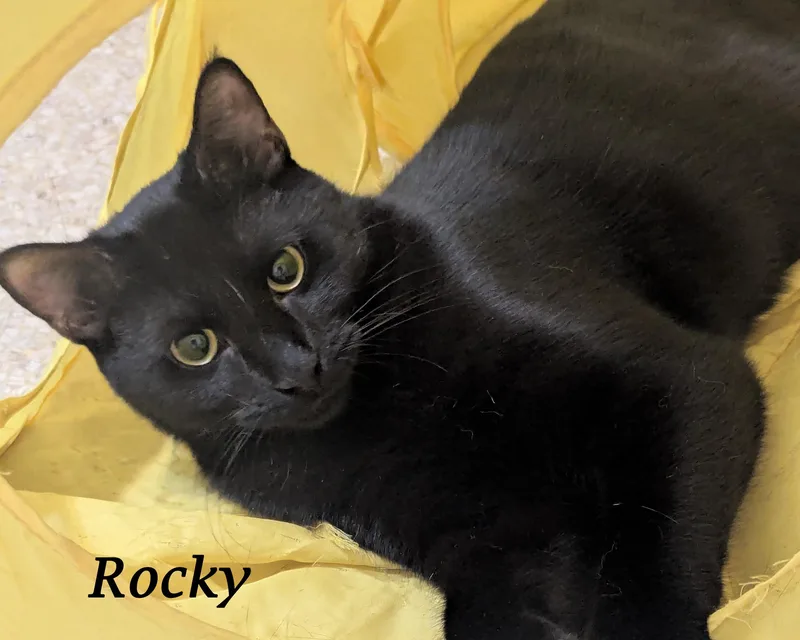 ROCKYplayful & loves humans thumbnail 3