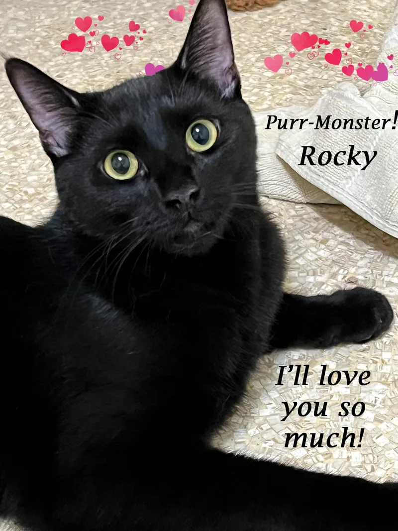 ROCKYplayful & loves humans thumbnail 4