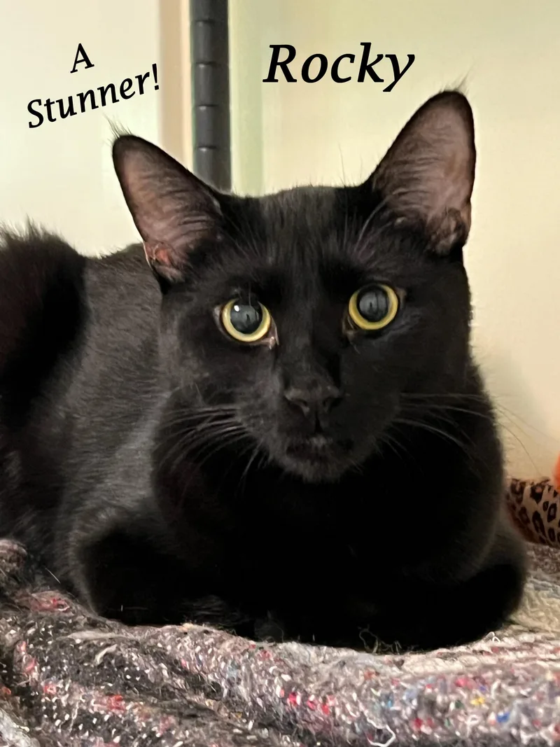 ROCKYplayful & loves humans thumbnail 5