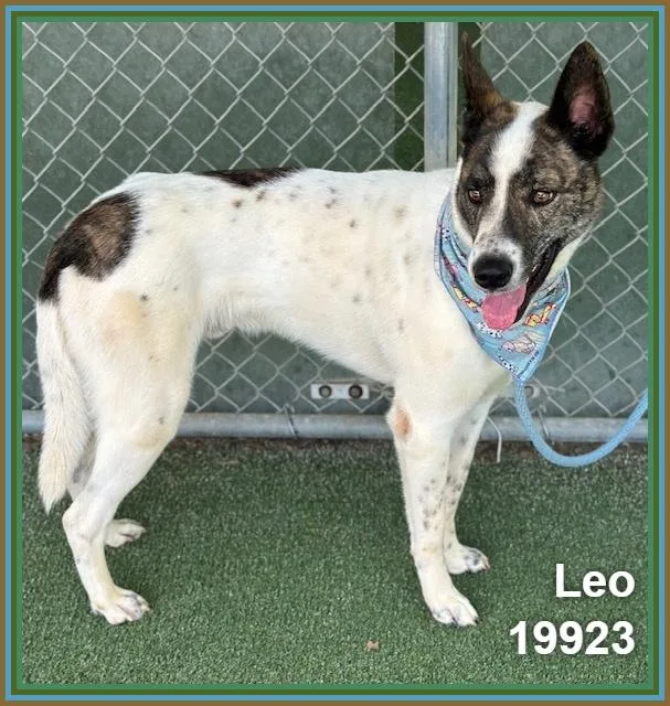 Leo thumbnail 2