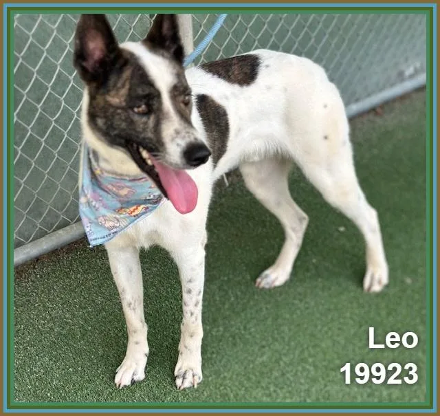 Leo thumbnail 5