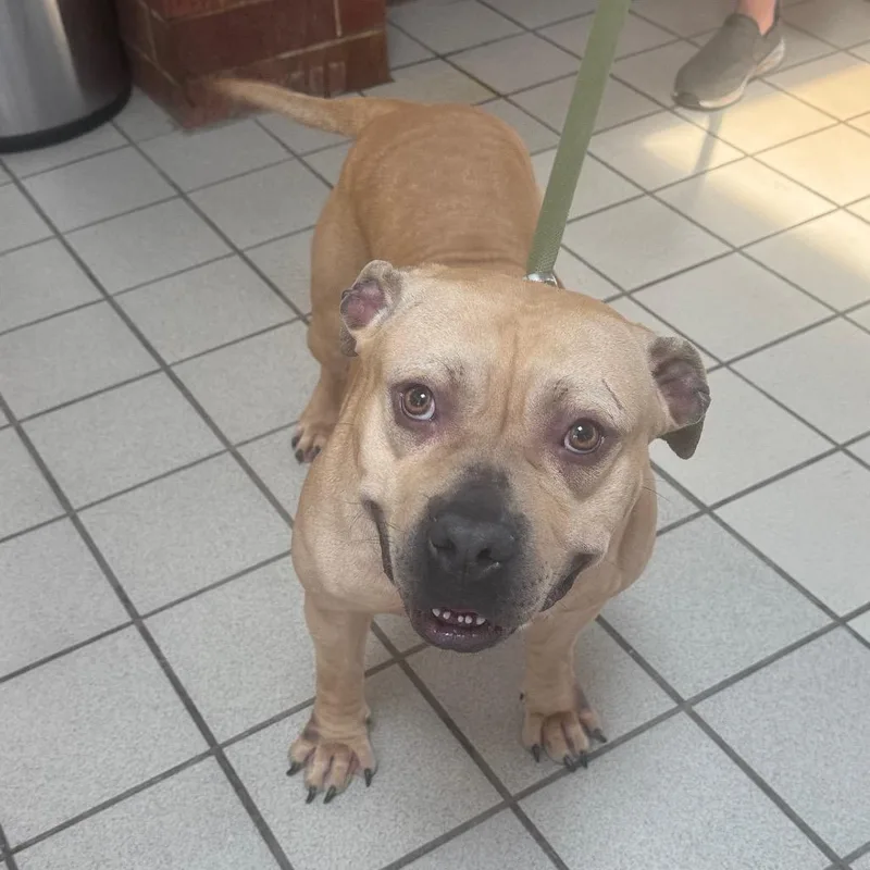 An adult large-sized male American Staffordshire Terrier dog named Knucklehead for adoption in Kansas City, KS