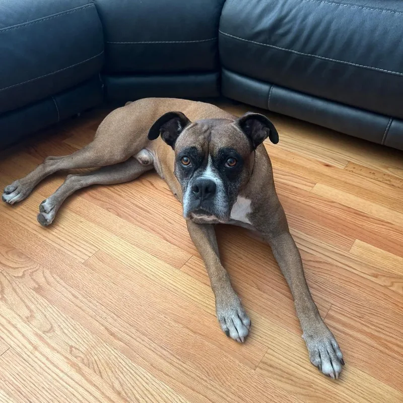 An adult small-sized male Boxer dog named Miles for adoption in McMinnville, OR