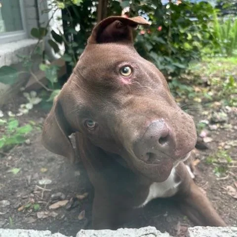 Dasher