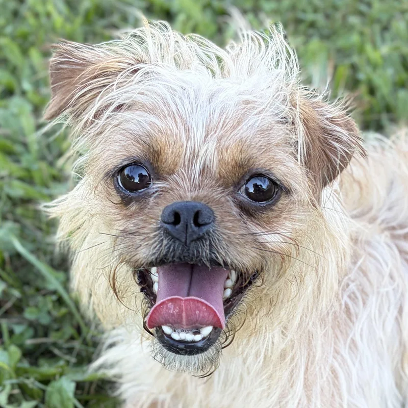 An adult small-sized female Terrier dog named Gretchen for adoption in Jefferson, WI