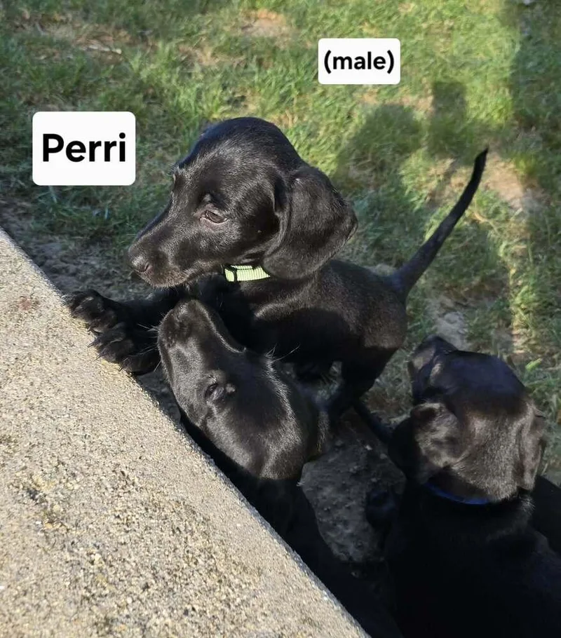 Perri