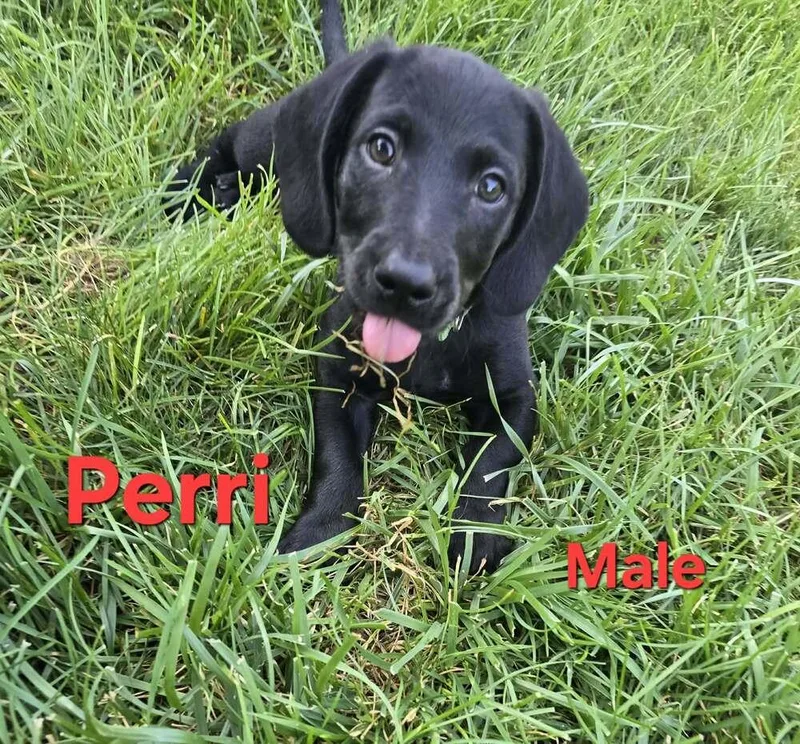 Perri thumbnail 2