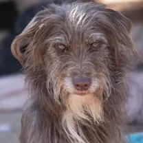 A young medium-sized male Labradoodle dog named Kai for adoption in Casa Grande, AZ
