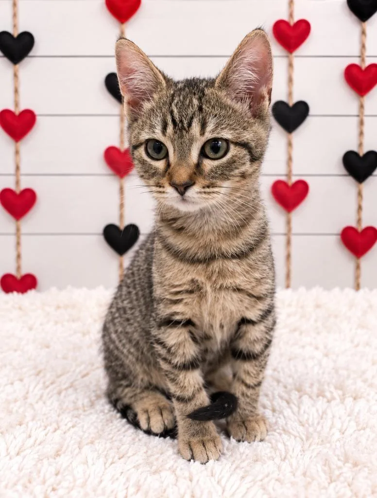 A baby small-sized male Domestic Short Hair cat named Whip for adoption in Corpus Christi, TX