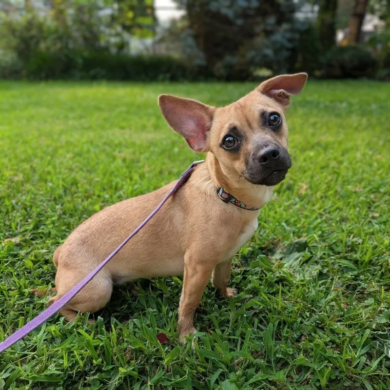 A young small-sized female Yellow / Tan / Blond / Fawn Terrier dog named Jazz for adoption in Alexandria, VA