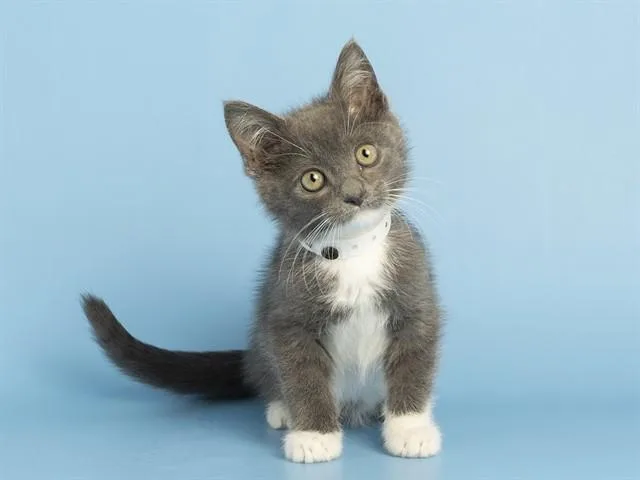 A baby small-sized male Domestic Short Hair cat named Junior for adoption in Phoenix, AZ