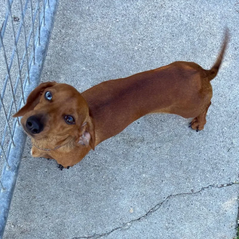 An adult small-sized male Brown / Chocolate Miniature Dachshund dog named Blue for adoption in Crookston, MN