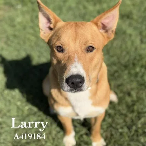 A young large-sized male German Shepherd Dog dog named Larry for adoption in Conroe, TX