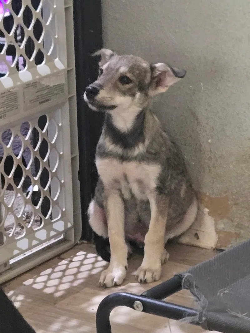 Koda