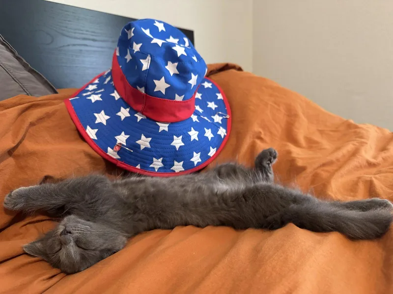 A baby medium-sized female Gray / Blue / Silver Domestic Medium Hair cat named Beyonce for adoption in Frisco, TX