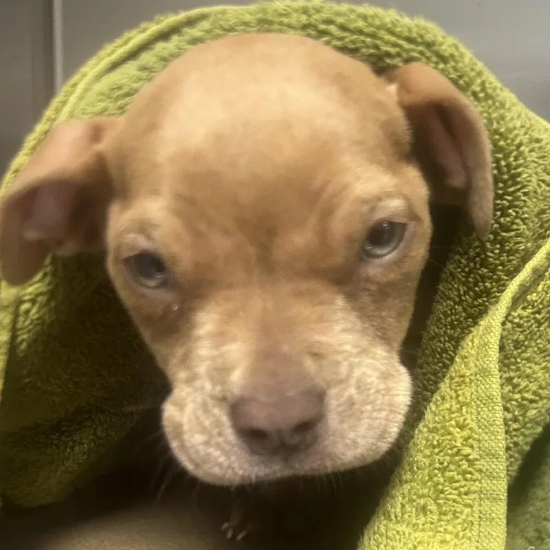 A baby small-sized male Yellow / Tan / Blond / Fawn American Staffordshire Terrier dog named Parker Mccollum for adoption in Greenville, SC