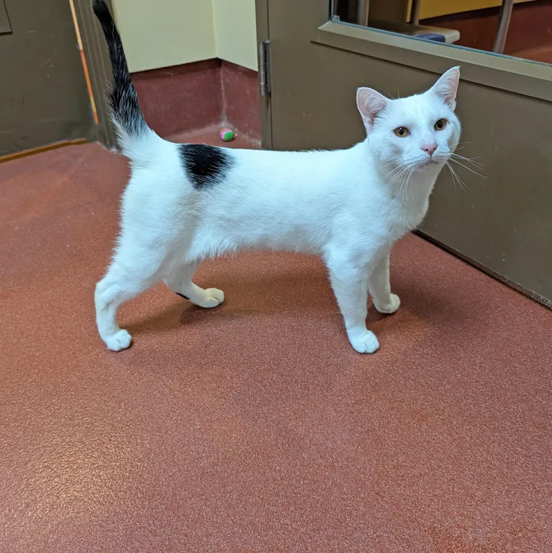 An adult large-sized male White Domestic Short Hair cat named Donavon for adoption in Accident, MD