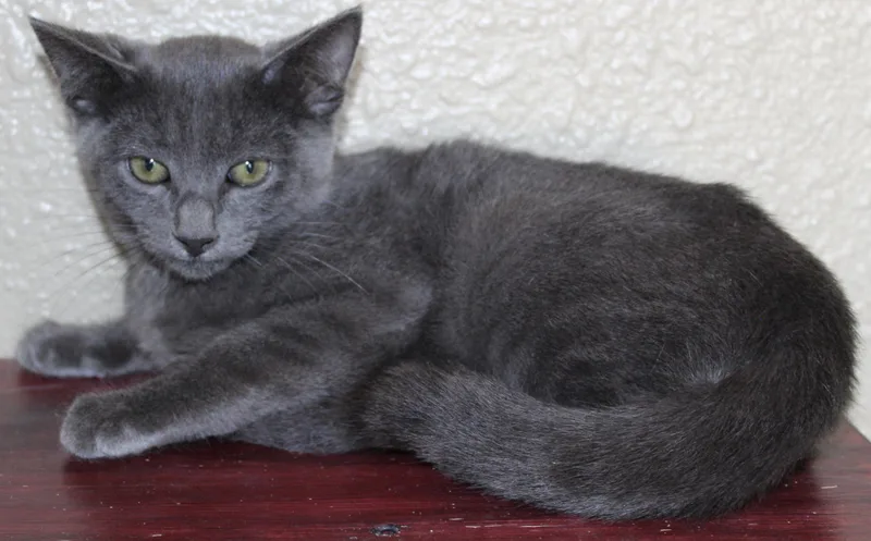 A young medium-sized male Gray / Blue / Silver Domestic Short Hair cat named Ashton for adoption in Huron, SD