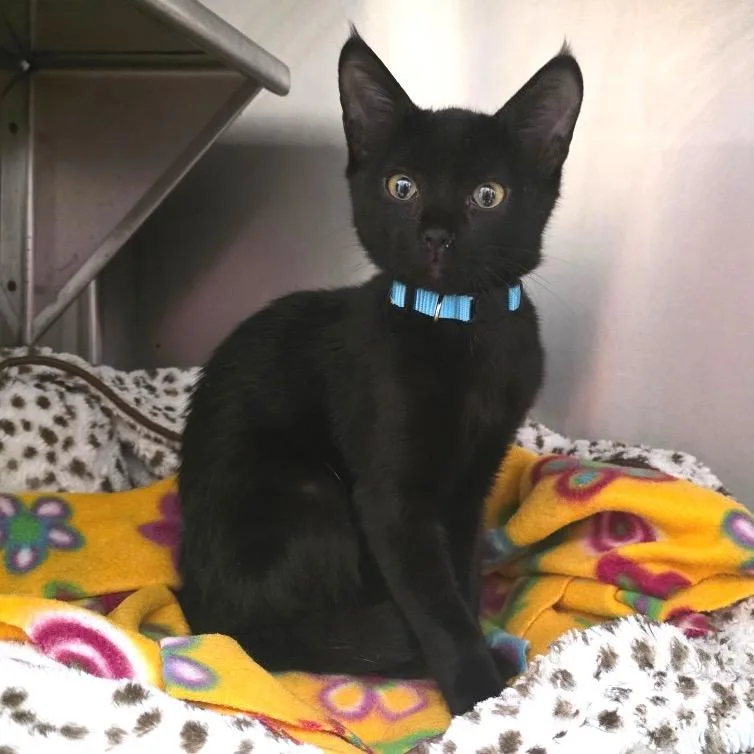 A baby small-sized male Black Domestic Short Hair cat named Starsky C for adoption in Union, MO