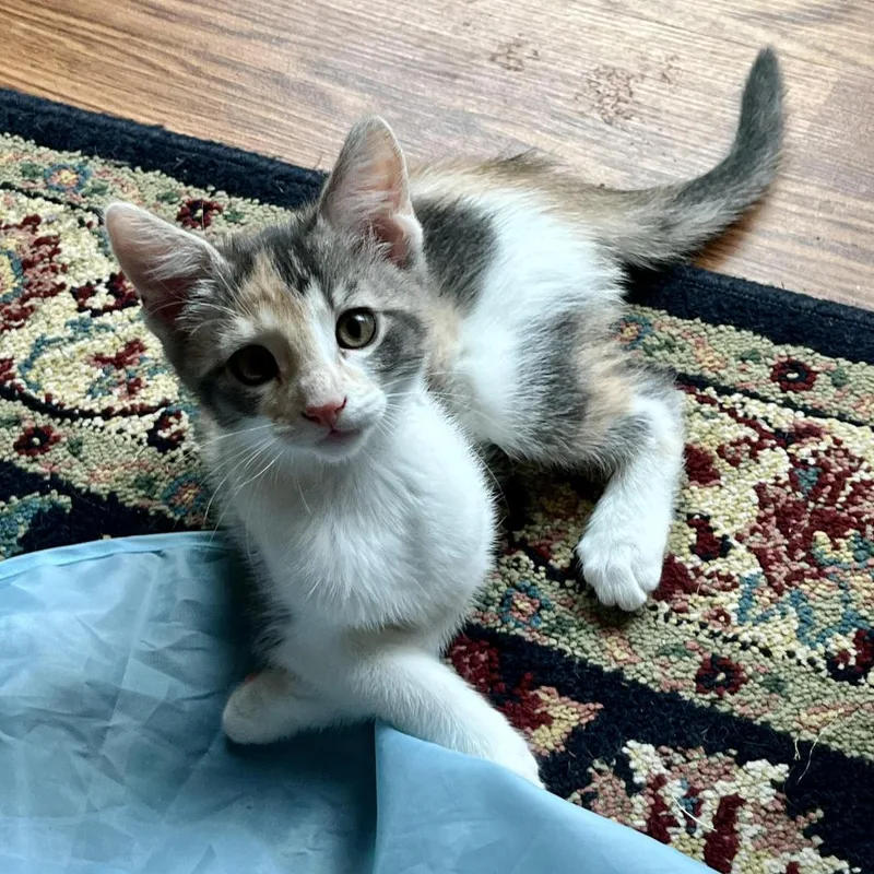A baby small-sized female Calico Domestic Short Hair cat named Waffles for adoption in Houston, TX