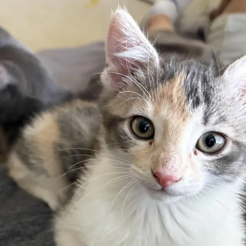 Waffles thumbnail 2