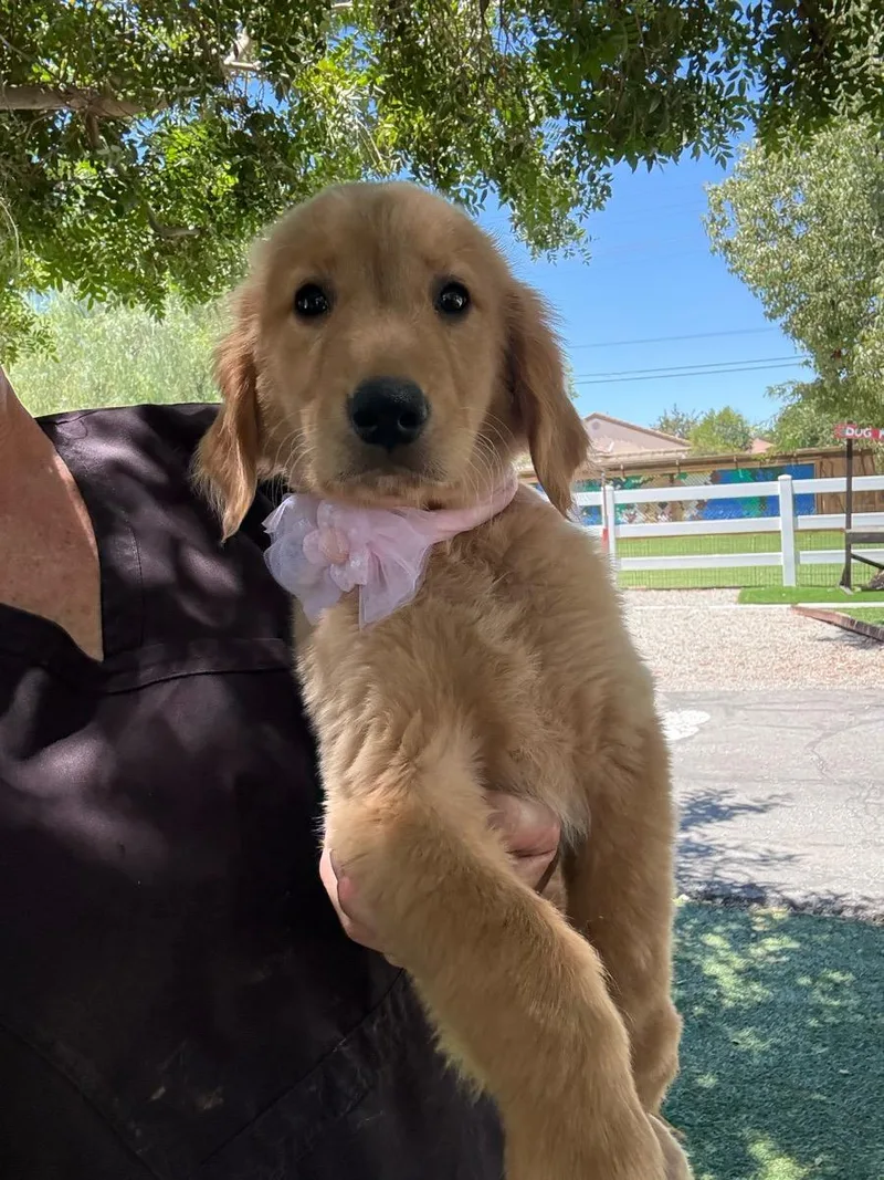 A young medium-sized female Golden Retriever dog named Morgan for adoption in Temecula, CA