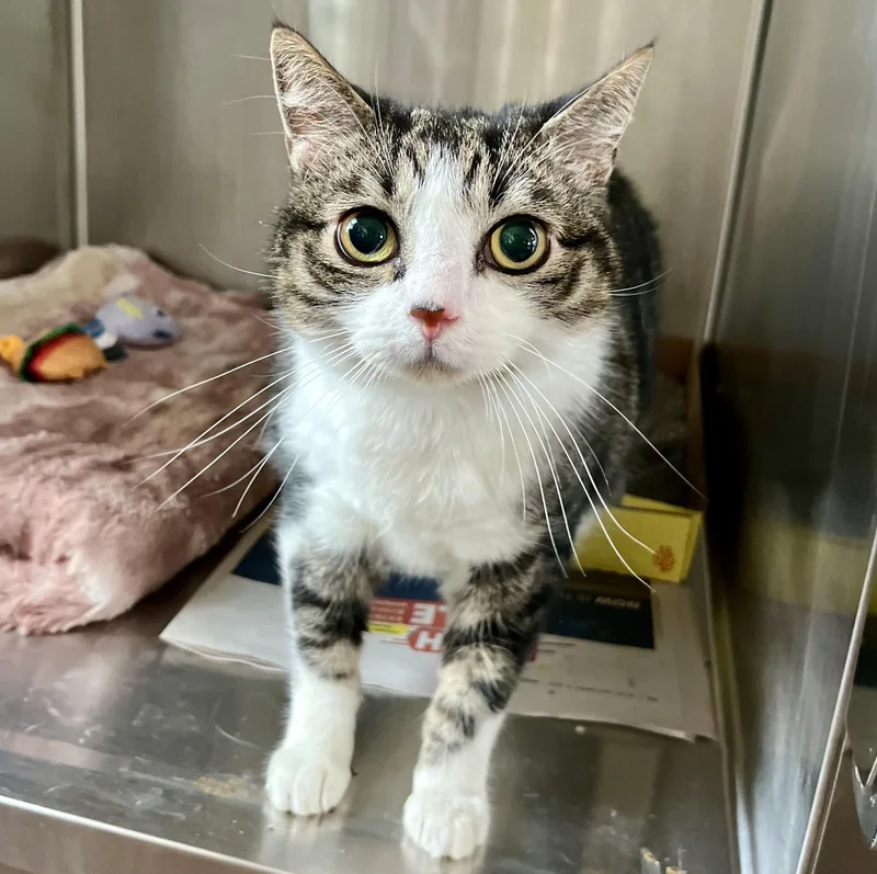 An adult large-sized male White Domestic Short Hair cat named Mulberry for adoption in Seville, OH