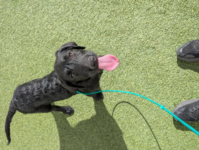 Sirius Black thumbnail 2