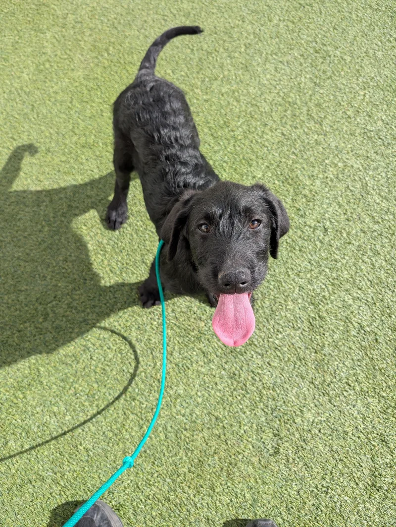 Sirius Black thumbnail 3