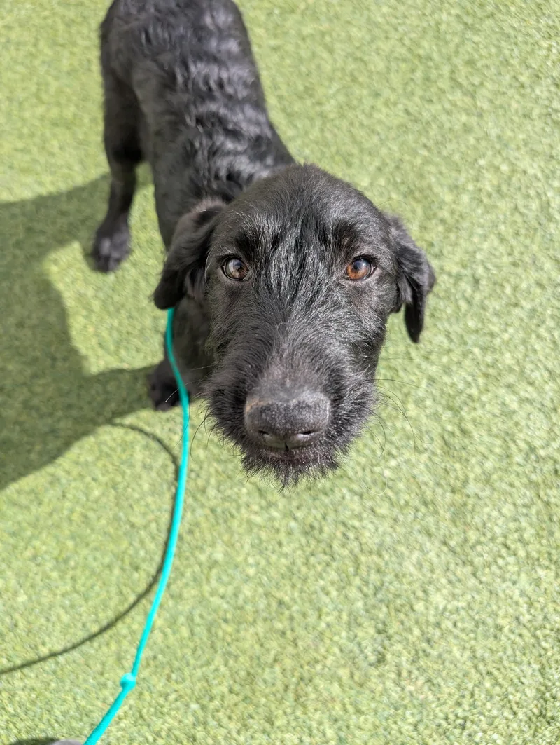 Sirius Black thumbnail 4