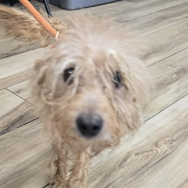 An adult small-sized male Golden Miniature Poodle dog named Taz for adoption in Newark, NJ