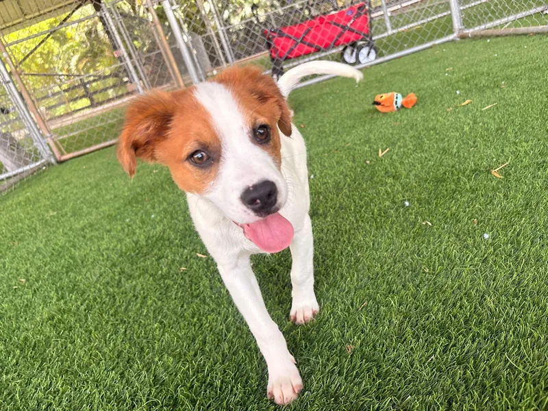 A baby medium-sized male Mixed Breed dog named Christian for adoption in Brooklyn, NY