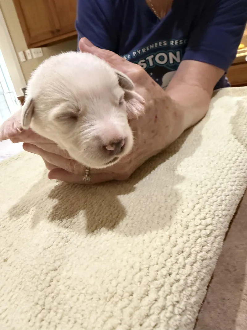 A baby large-sized female Great Pyrenees dog named Cassini HTX for adoption in Quinlan, TX