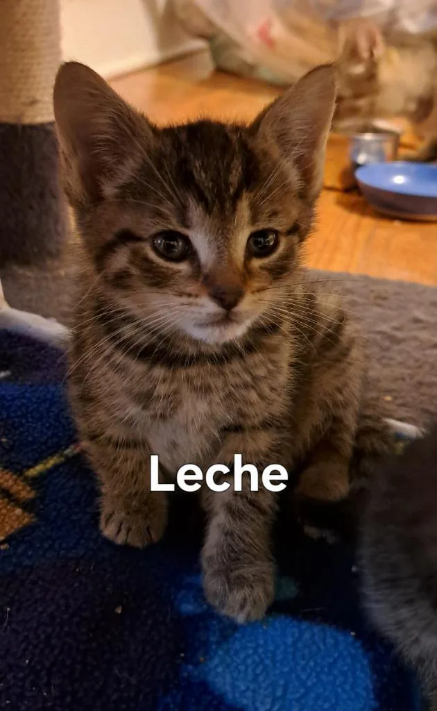 A baby small-sized male Domestic Short Hair cat named Leche for adoption in Plattsburgh, NY