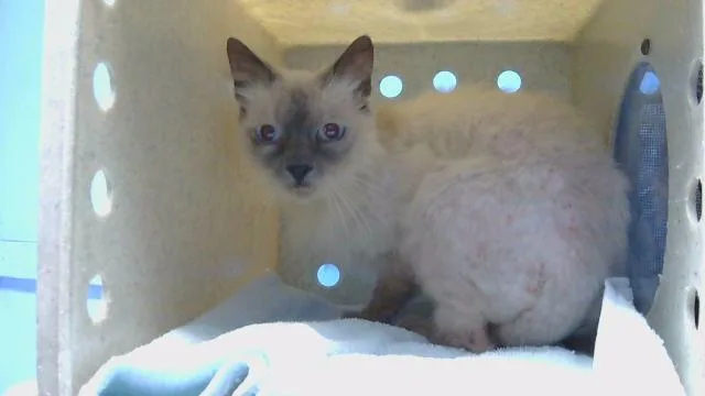 An adult small-sized female Domestic Short Hair cat named Xena for adoption in Gardena, CA