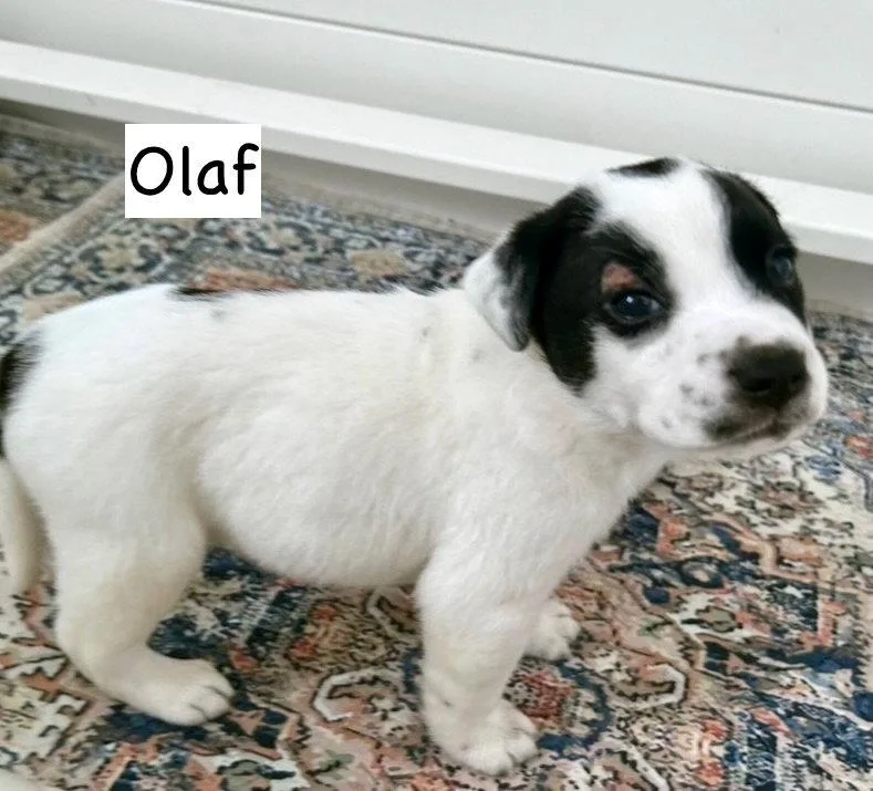 Olaf thumbnail 2
