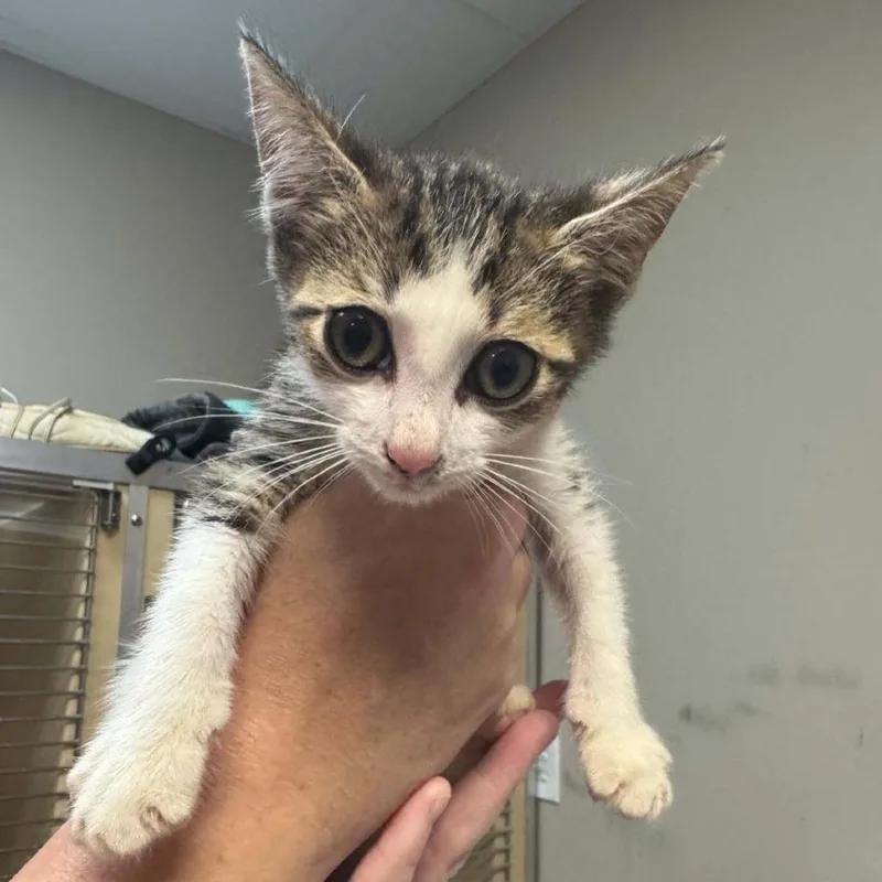 A baby small-sized male American Shorthair cat named Ben for adoption in Blue Ridge, GA