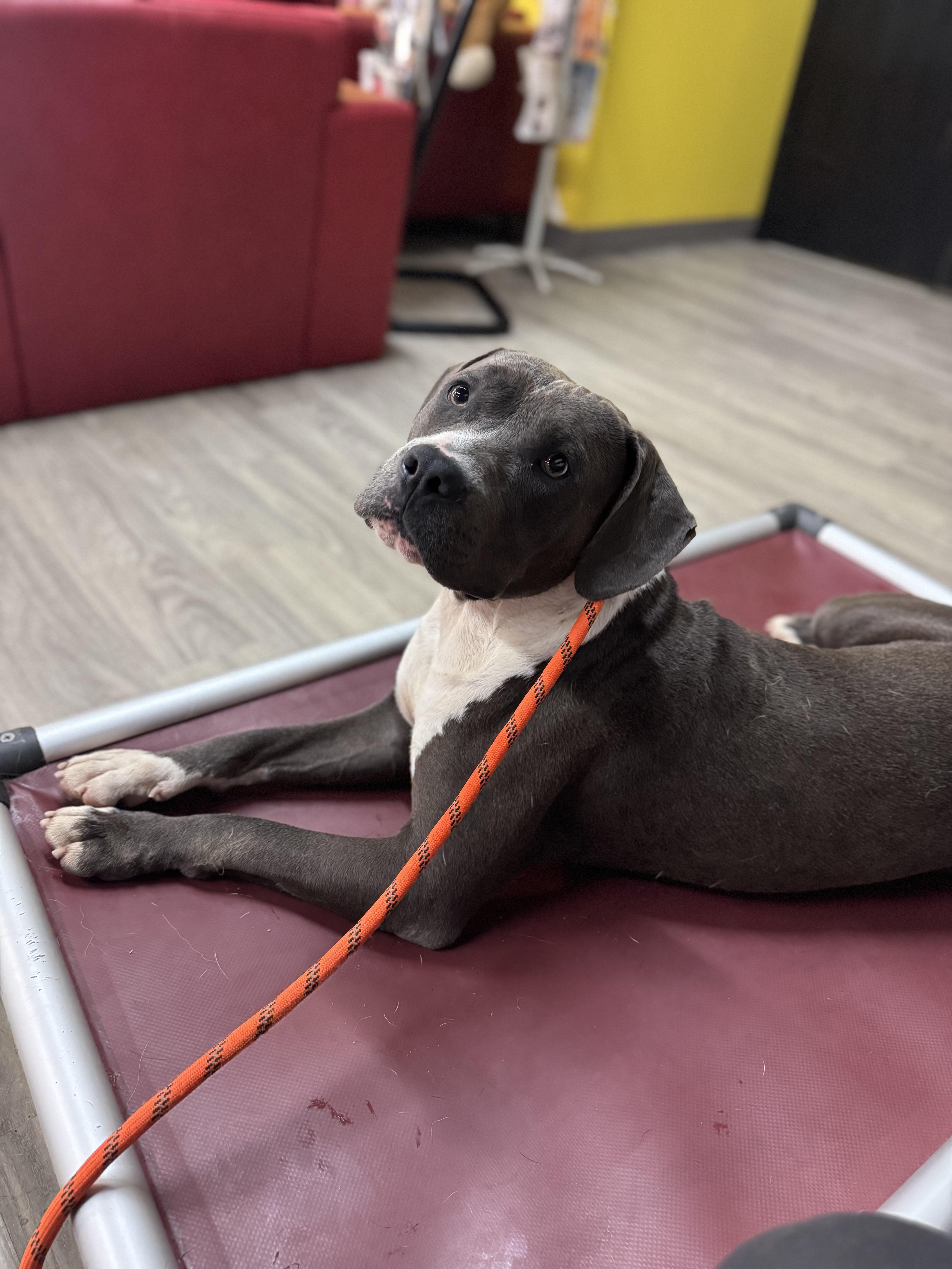 A young large-sized male Gray / Blue / Silver Staffordshire Bull Terrier dog named Ashton for adoption in Roswell, GA