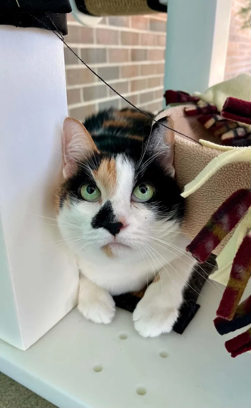 A senior medium-sized female Domestic Short Hair cat named Diablo for adoption in Moundsville, WV