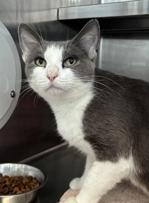 An adult small-sized female Domestic Short Hair cat named Empress for adoption in Austin, TX
