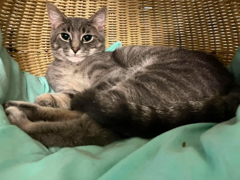 A baby medium-sized male Tabby (Gray / Blue / Silver) Domestic Short Hair cat named Jax for adoption in Gladwin, MI