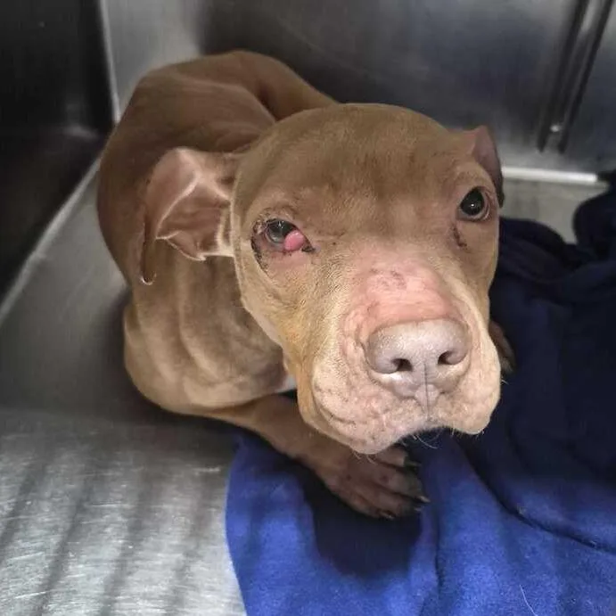 A young medium-sized female Mixed Breed dog named Suspenseful With A Pencil for adoption in Davenport, IA