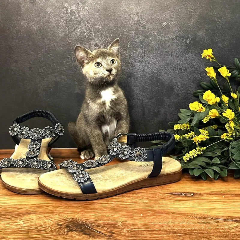 A baby small-sized female Gray / Blue / Silver Domestic Short Hair cat named Mary Jane's Sandal for adoption in Chantilly, VA