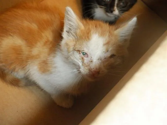 A baby small-sized male Domestic Short Hair cat named Bruno for adoption in San Jose, CA