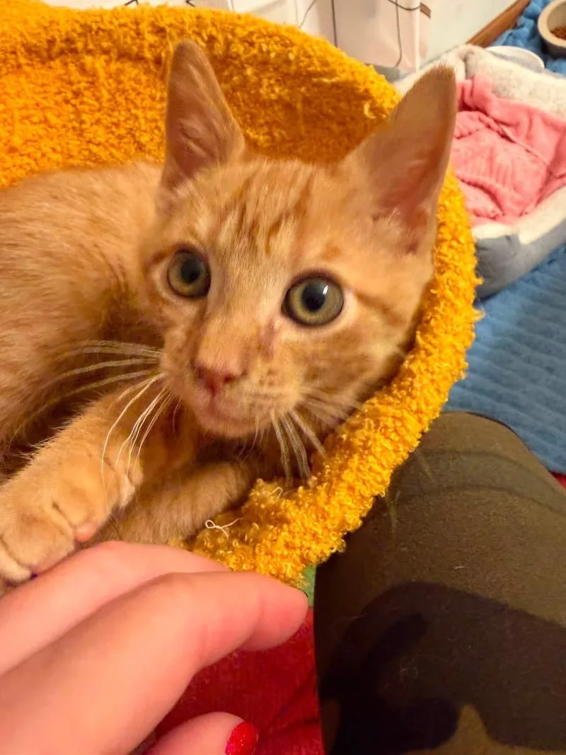 A baby small-sized male Orange / Red Domestic Short Hair cat named Colonel Mustard for adoption in Elyria, OH