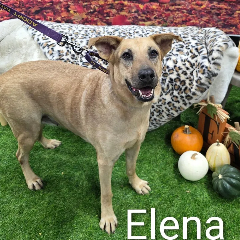 An adult medium-sized female Black Mouth Cur dog named Elena JuM for adoption in Austin, TX