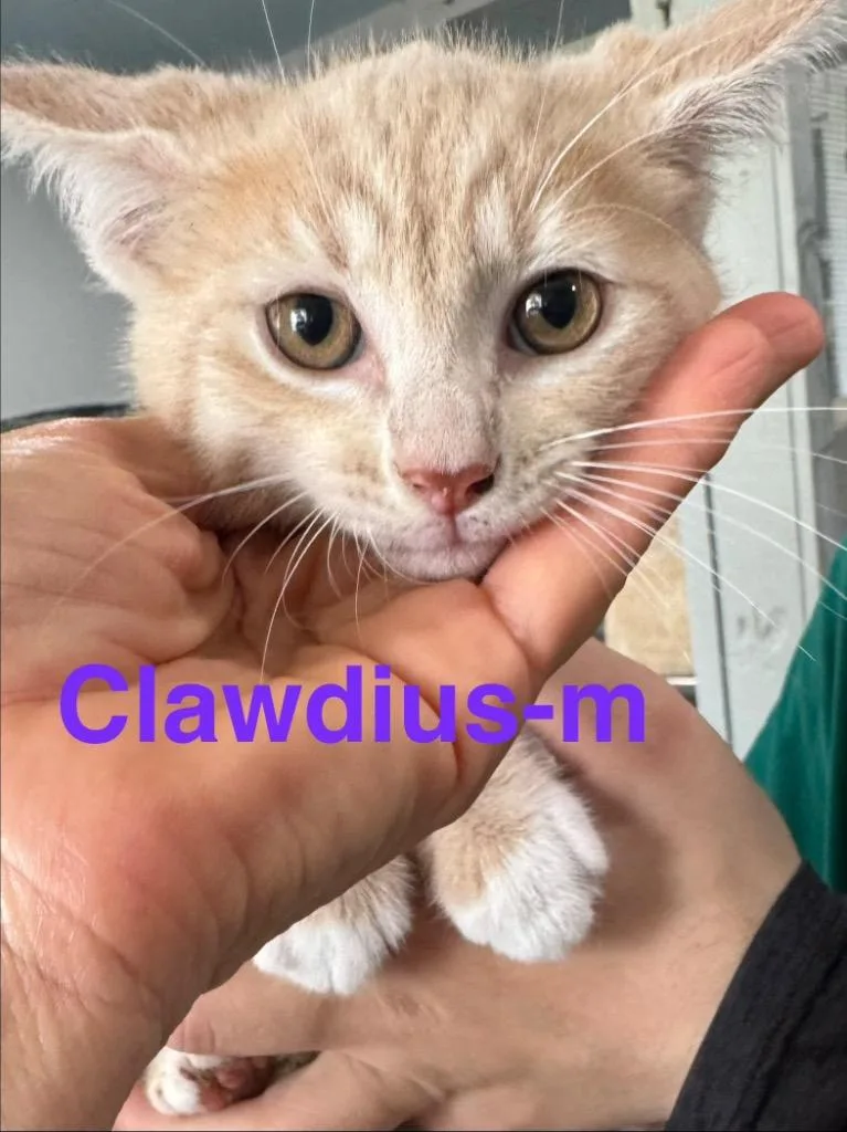 Clawdius