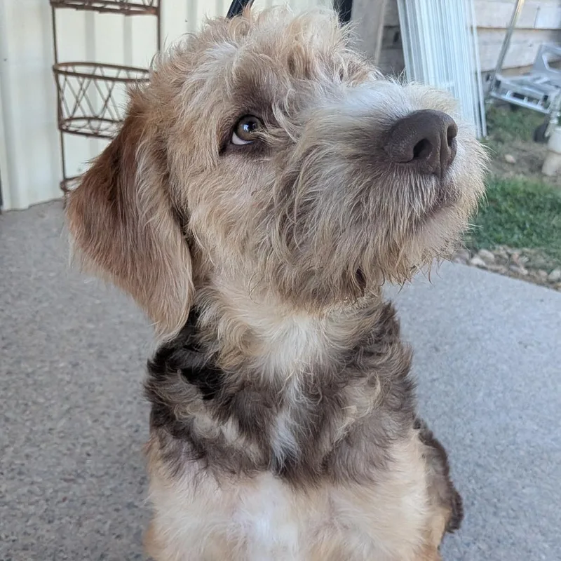 A baby medium-sized female Brown / Chocolate Old English Sheepdog dog named Maggie Bird for adoption in Houston, TX